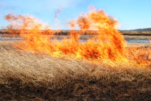 Будьте бдительны! Пал сухой травы опасен пожаром!