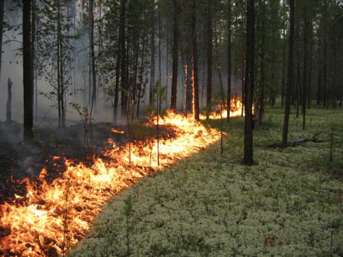 В Республике Коми грозы стали причиной пяти лесных пожаров