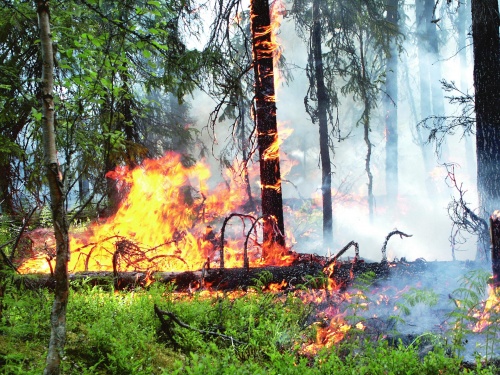 В Республике Коми действует особый противопожарный режим